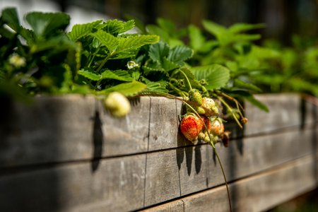 Raised Garden Bed Kit (1.2m x 0.6m)