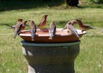 Ceramic Bird Bath (Classic White)